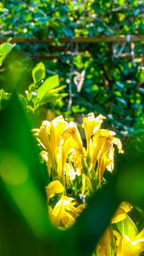 Lemon Garden Lodge Çıralı Dış mekan fotoğraf