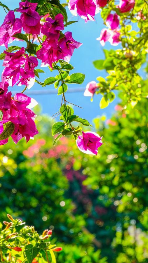 Lemon Garden Lodge Çıralı Dış mekan fotoğraf