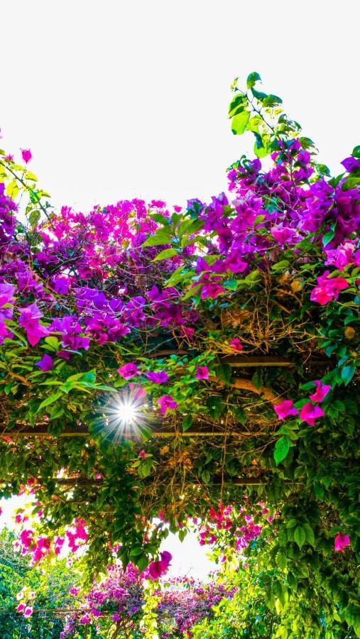 Lemon Garden Lodge Çıralı Dış mekan fotoğraf