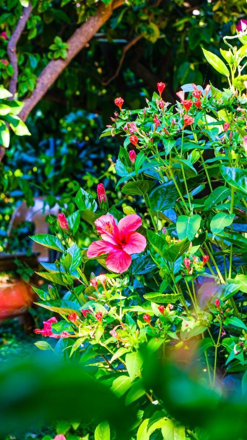 Lemon Garden Lodge Çıralı Dış mekan fotoğraf